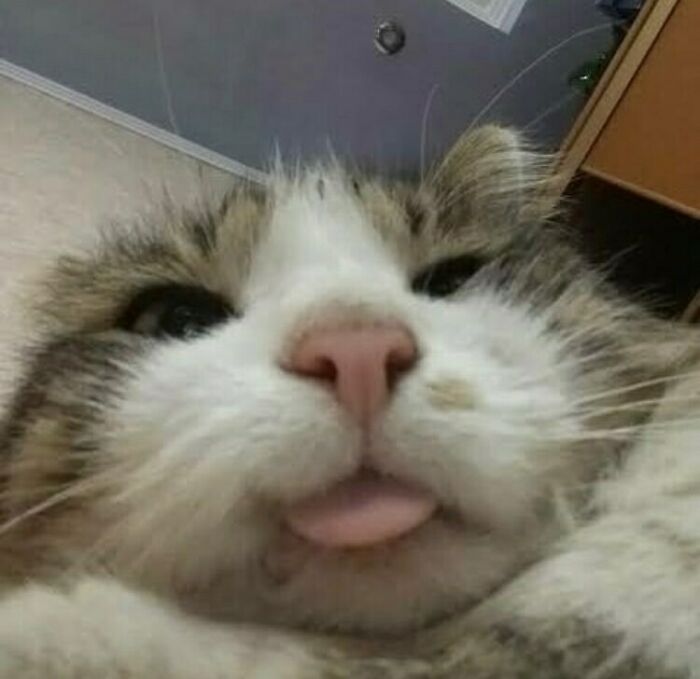 75 ‘No Context Cats’ To Put A Smile On Your Face