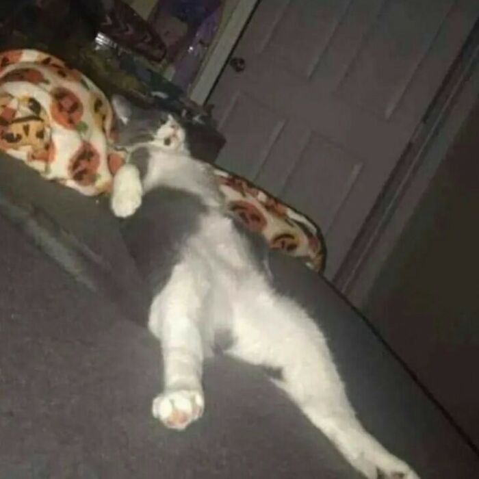 75 ‘No Context Cats’ To Put A Smile On Your Face