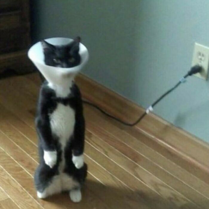 75 ‘No Context Cats’ To Put A Smile On Your Face