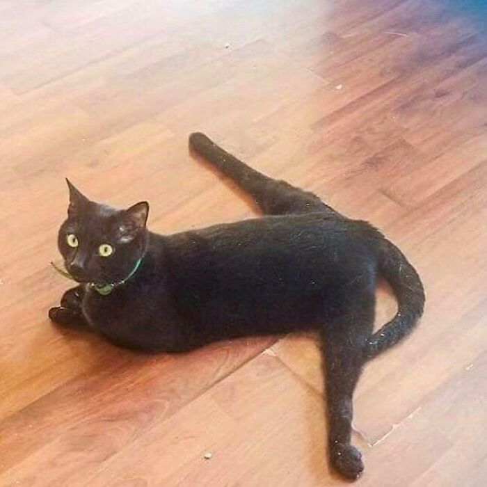 75 ‘No Context Cats’ To Put A Smile On Your Face