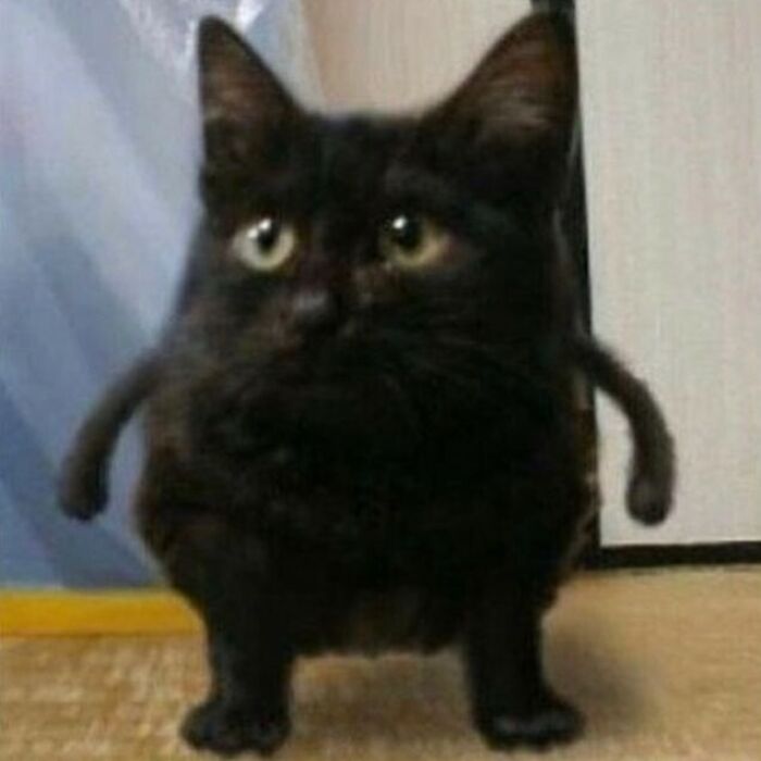75 ‘No Context Cats’ To Put A Smile On Your Face