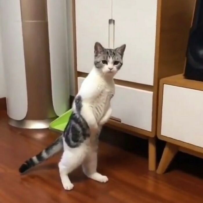 75 ‘No Context Cats’ To Put A Smile On Your Face