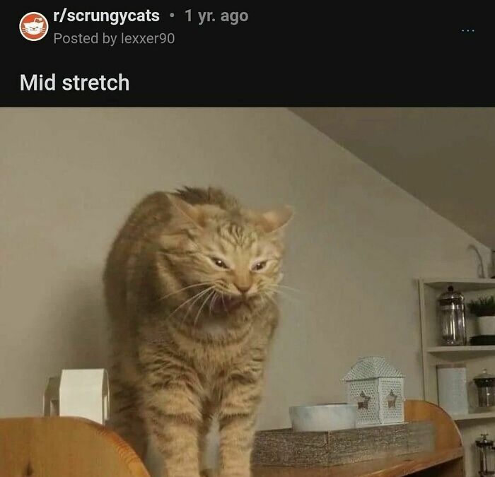 75 ‘No Context Cats’ To Put A Smile On Your Face