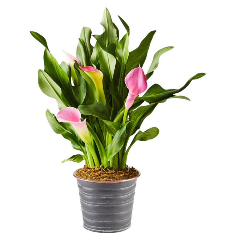 How Often To Water Calla Lilies Indoors, According To A Plant Pro