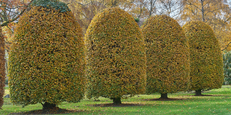 Transform Your Landscape with Native Plants Today