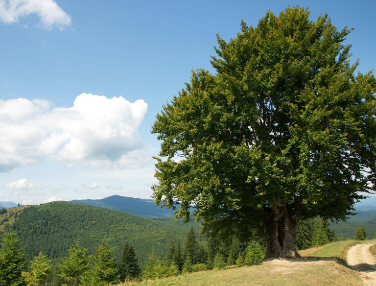 Enhance Your Landscape With Hornbeam Trees