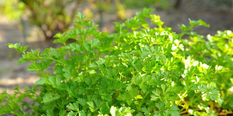 7 Garden Herbs To Plant In Spring