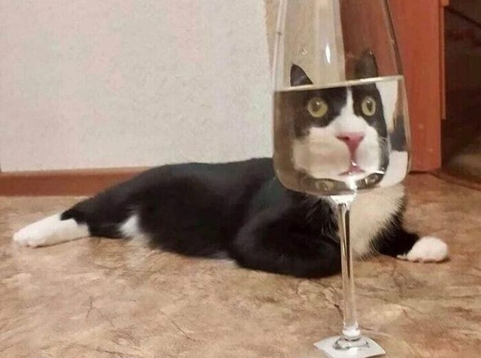 75 ‘No Context Cats’ To Put A Smile On Your Face