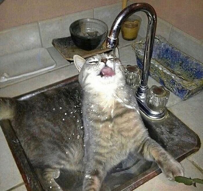 75 ‘No Context Cats’ To Put A Smile On Your Face