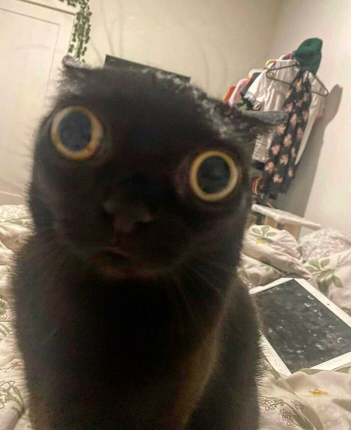 75 ‘No Context Cats’ To Put A Smile On Your Face