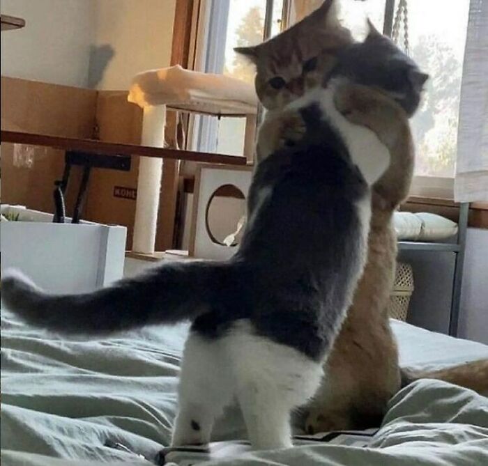 75 ‘No Context Cats’ To Put A Smile On Your Face