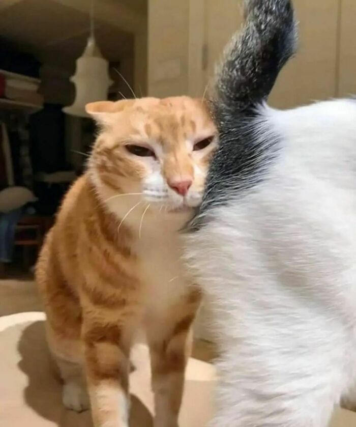 75 ‘No Context Cats’ To Put A Smile On Your Face