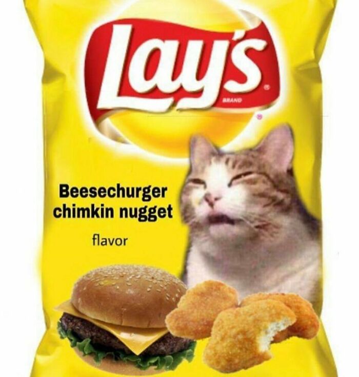 75 ‘No Context Cats’ To Put A Smile On Your Face