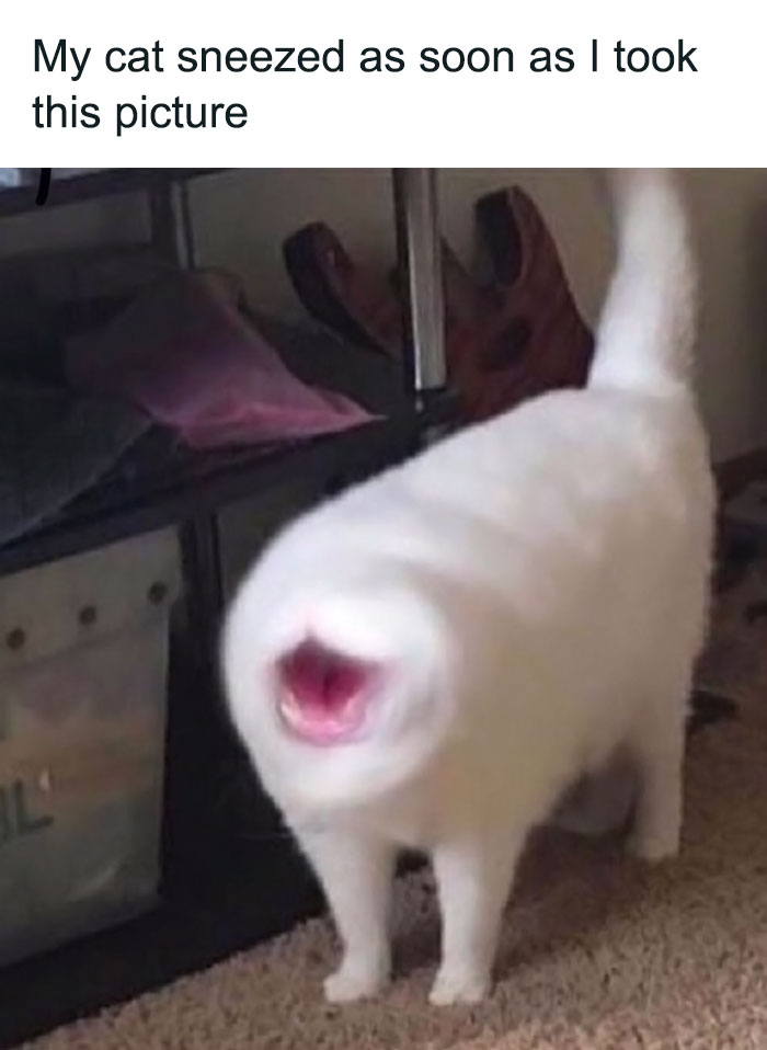 75 ‘No Context Cats’ To Put A Smile On Your Face