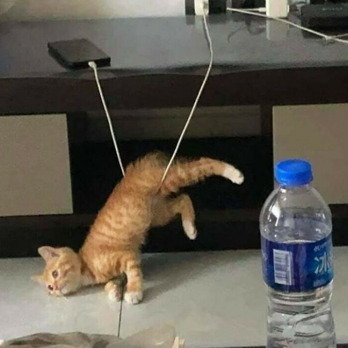 75 ‘No Context Cats’ To Put A Smile On Your Face