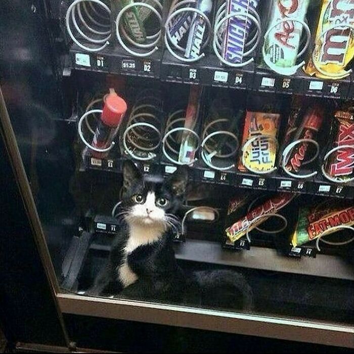 75 ‘No Context Cats’ To Put A Smile On Your Face