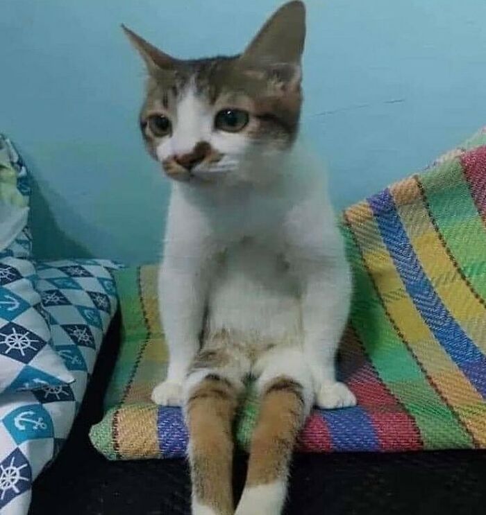 75 ‘No Context Cats’ To Put A Smile On Your Face