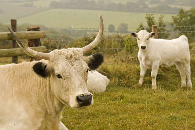 White Park Cattle ($2,000 – $5,000 per head)