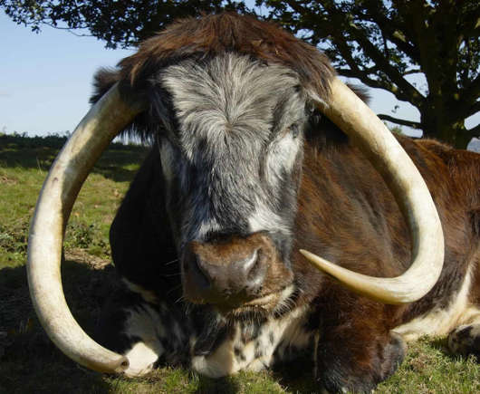 10 Rarest Cattle Breeds in the World