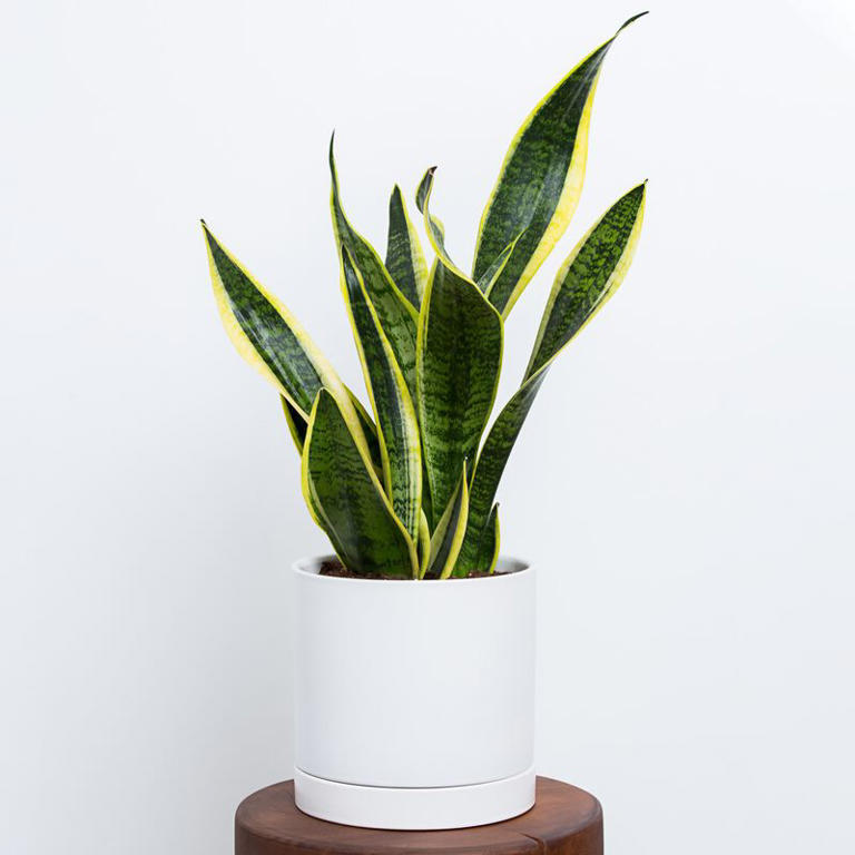 How To Care For A Snake Plant – 5 Expert Tips For This Popular Houseplant