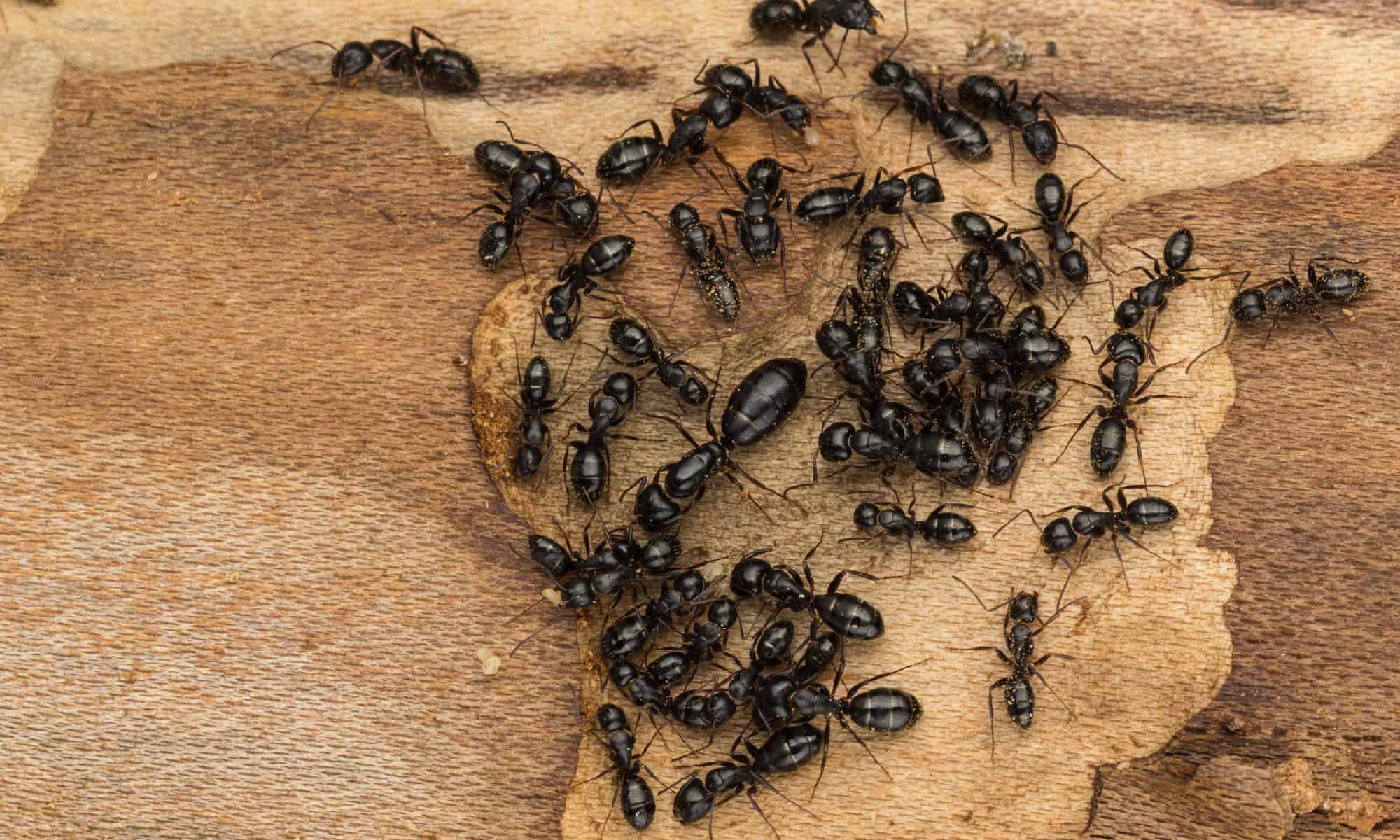 The 14 Smells That Ants Absolutely Hate