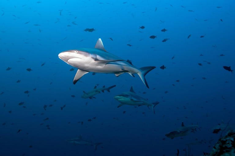 40 Incredible Facts About Sharks