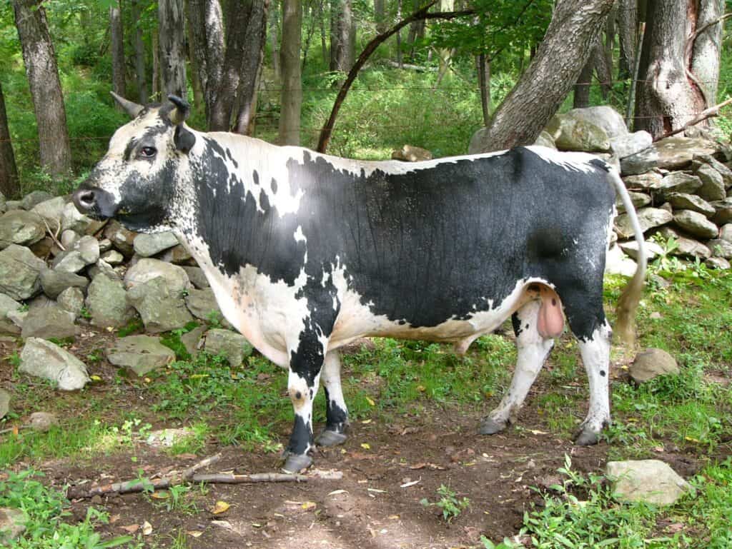 10 Rarest Cattle Breeds In The World