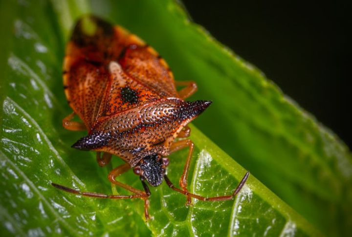 15-must-know-facts-about-stink-bugs