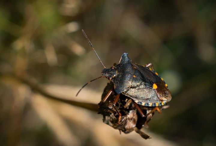 15-must-know-facts-about-stink-bugs