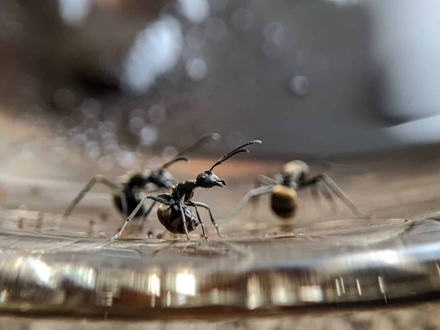 The 14 Smells That Ants Absolutely Hate