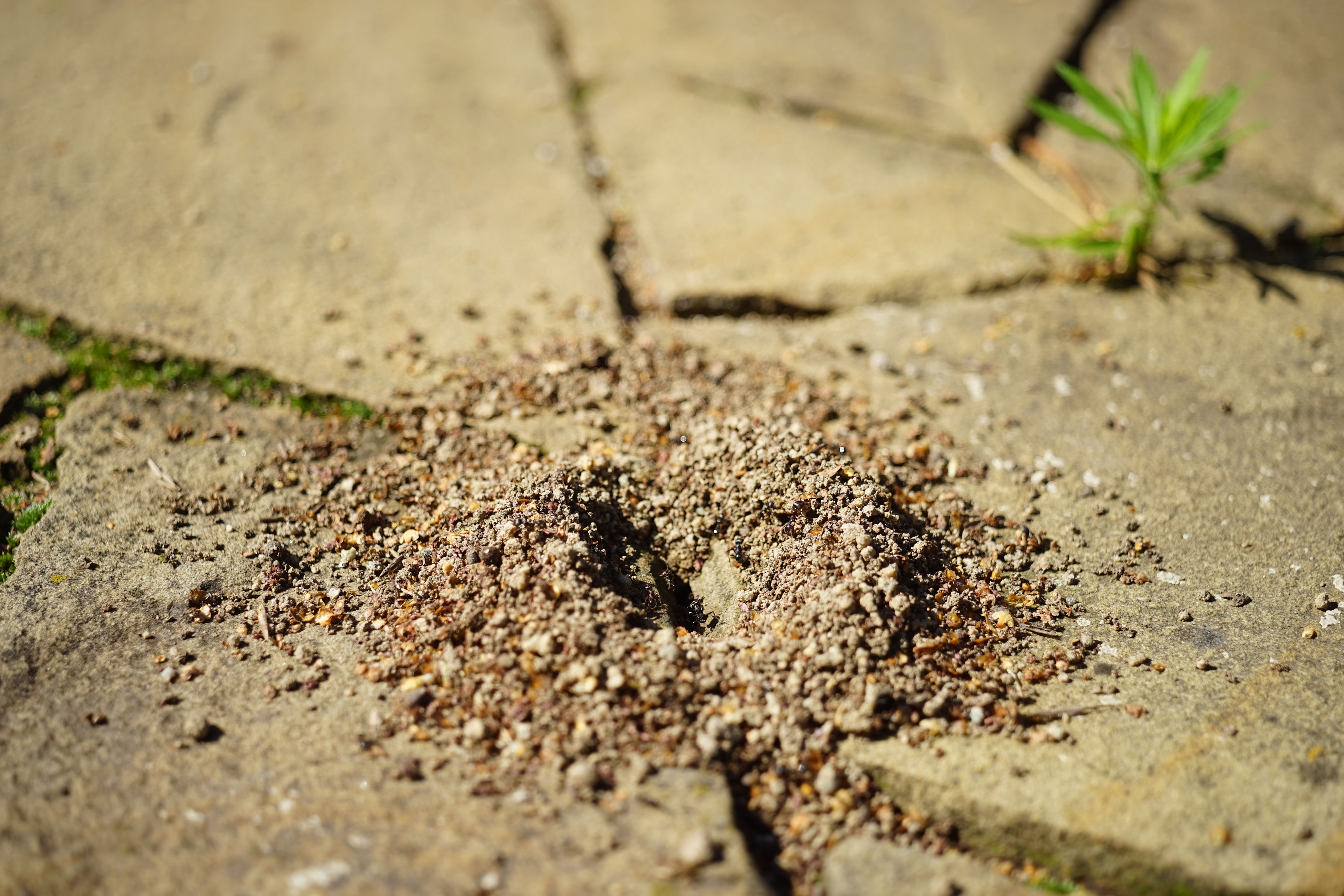 The 14 Smells That Ants Absolutely Hate