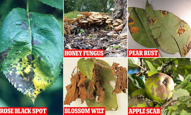 Experts Reveal The 10 Diseases That Could Wreak Havoc On Your Garden 