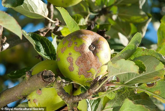 Experts reveal the 10 diseases that could wreak havoc on your garden ...