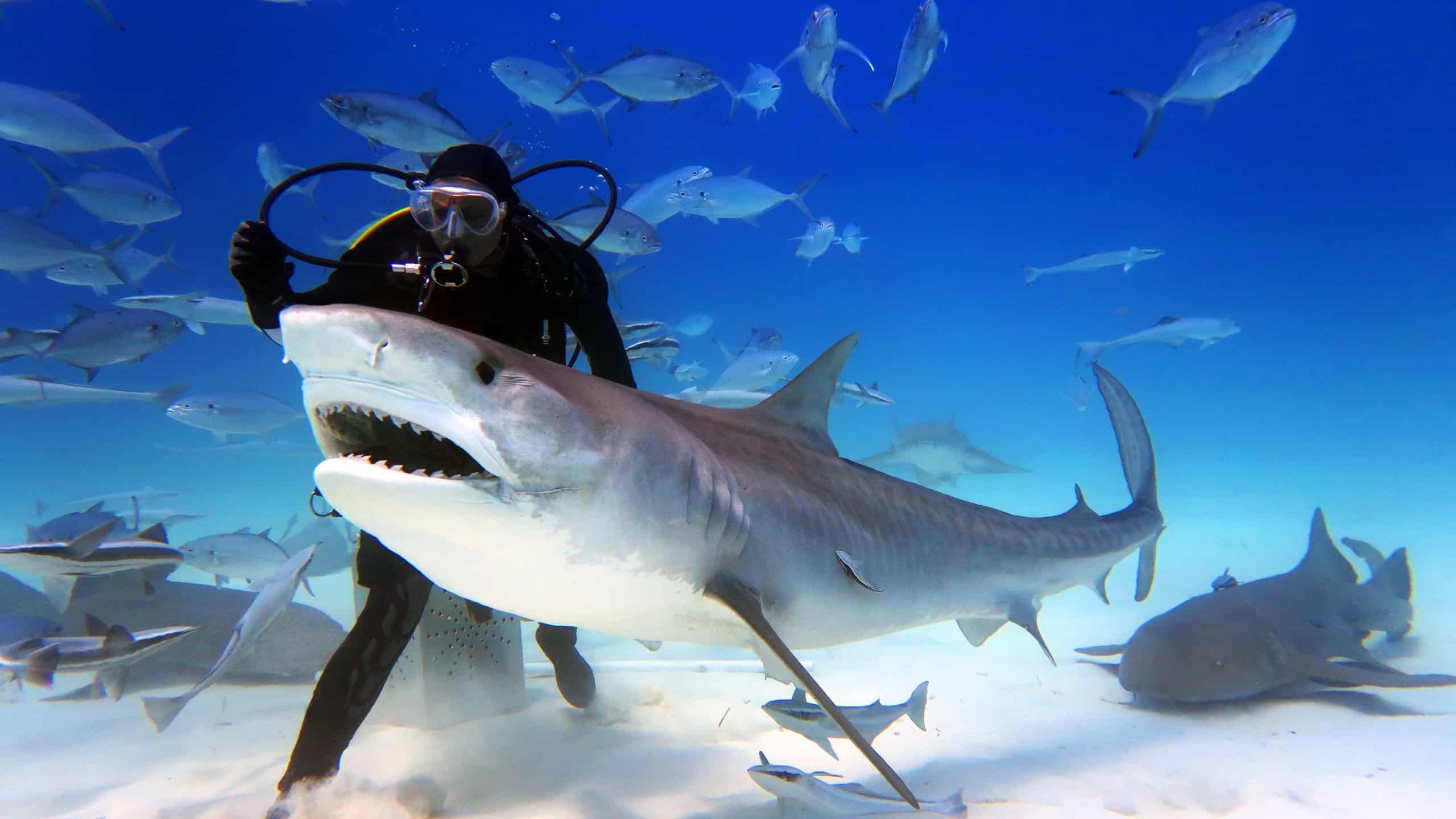 15 Mind-Blowing Facts About Sharks