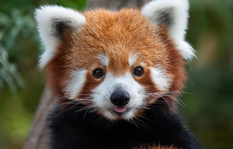 Lyon : La femelle panda roux du zoo du parc de la Tête d’Or est morte