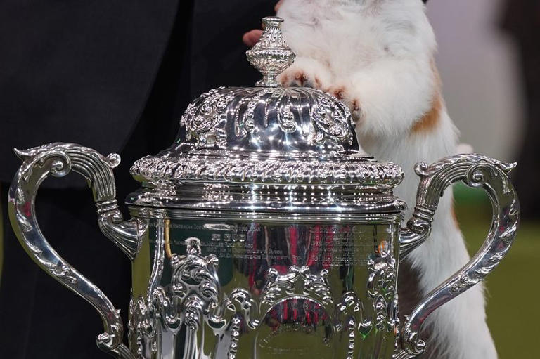Local dog Viking wins Crufts 2024 and 'loves every minute of it'