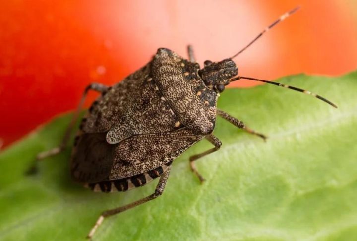 15 Must-Know Facts About Stink Bugs