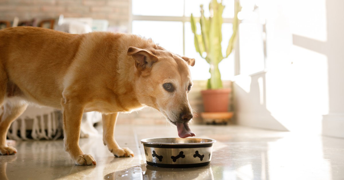 Dr. Marty Has the Dog Food Brand Issued a Recall in 2024?