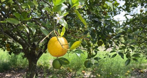 Suncoast growers feeling effect of citrus decline