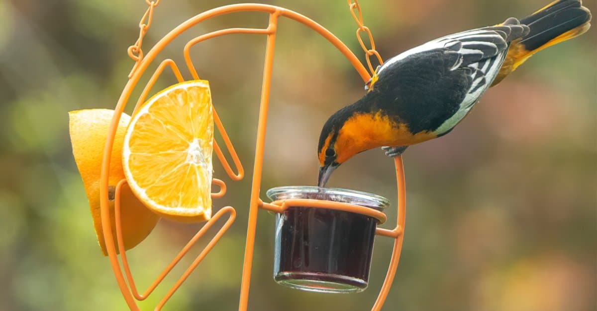 How to Attract Orioles 10 Easy Methods