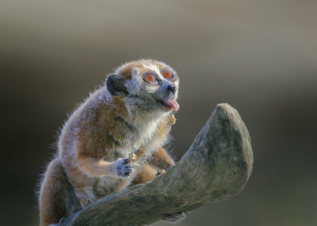 <p>Bushbabies are the big-eyed cuties of the night, bouncing between trees like circus performers. They love insects, though they won’t say no to some sweet fruit or tree gum.</p>           Sharks, lions, tigers, as well as all about cats & dogs!           <a href='https://www.msn.com/en-us/channel/source/Animals%20Around%20The%20Globe%20US/sr-vid-ryujycftmyx7d7tmb5trkya28raxe6r56iuty5739ky2rf5d5wws?ocid=anaheim-ntp-following&cvid=1ff21e393be1475a8b3dd9a83a86b8df&ei=10'>           Click here to get to the Animals Around The Globe profile page</a><b> and hit "Follow" to never miss out.</b>
