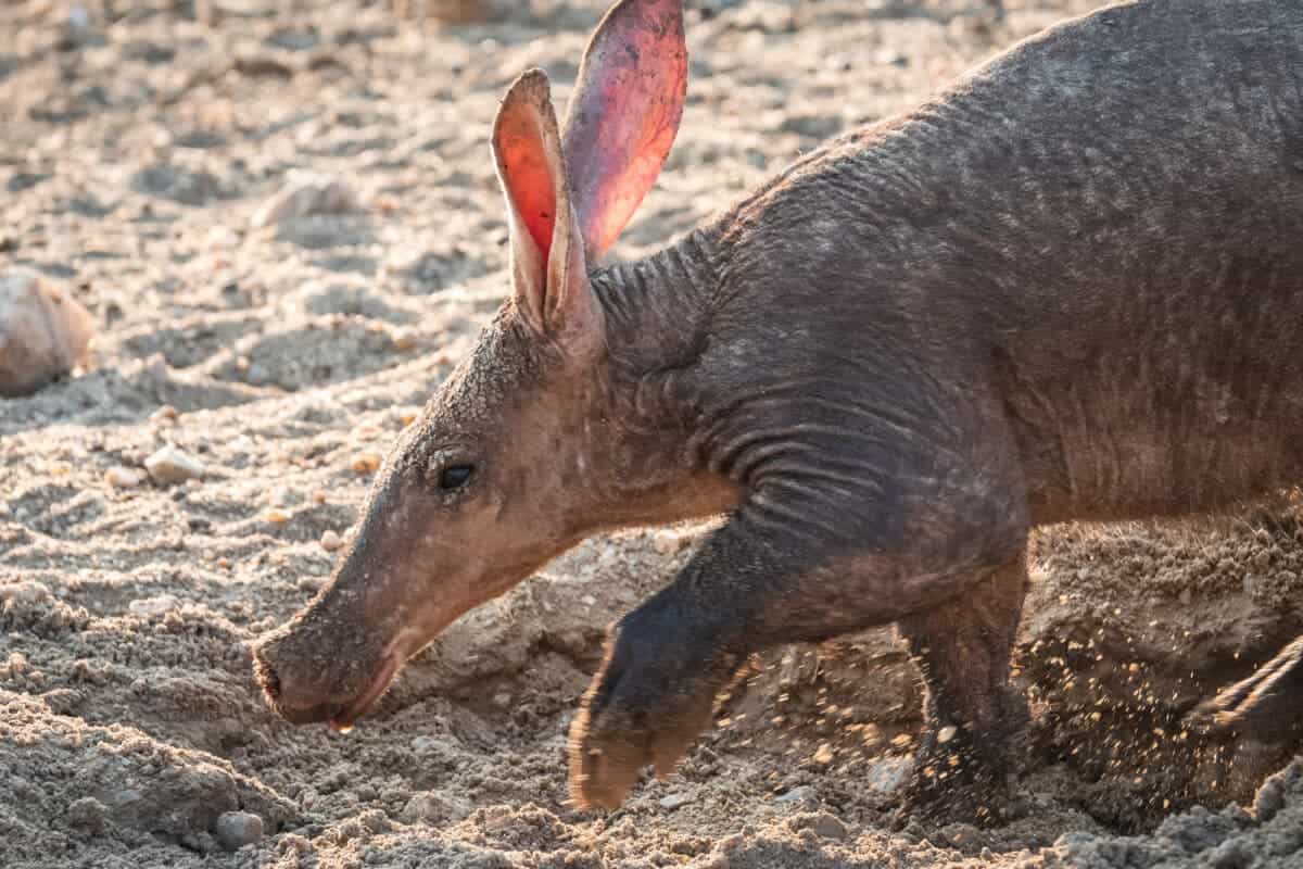 <p>Aardvarks are the oddballs of the African night, snuffling around for ants and termites with their long noses. They’re pretty good at making themselves at home, digging burrows that other <a class="wpil_keyword_link" href="https://www.animalsaroundtheglobe.com/animals/animals-list/" title="animals">animals</a> love to move into.</p>           Sharks, lions, tigers, as well as all about cats & dogs!           <a href='https://www.msn.com/en-us/channel/source/Animals%20Around%20The%20Globe%20US/sr-vid-ryujycftmyx7d7tmb5trkya28raxe6r56iuty5739ky2rf5d5wws?ocid=anaheim-ntp-following&cvid=1ff21e393be1475a8b3dd9a83a86b8df&ei=10'>           Click here to get to the Animals Around The Globe profile page</a><b> and hit "Follow" to never miss out.</b>