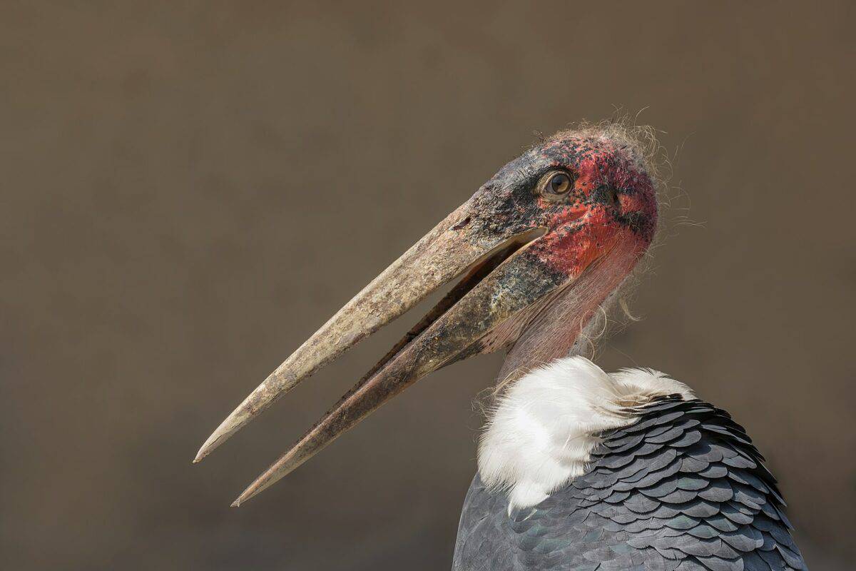 <p>The Marabou Stork might not win any beauty contests with its bald head, but it’s still an unforgettable sight. They’re large birds, standing up to 5 feet tall with a wingspan of over 10 feet.</p>           Sharks, lions, tigers, as well as all about cats & dogs!           <a href='https://www.msn.com/en-us/channel/source/Animals%20Around%20The%20Globe%20US/sr-vid-ryujycftmyx7d7tmb5trkya28raxe6r56iuty5739ky2rf5d5wws?ocid=anaheim-ntp-following&cvid=1ff21e393be1475a8b3dd9a83a86b8df&ei=10'>           Click here to get to the Animals Around The Globe profile page</a><b> and hit "Follow" to never miss out.</b>