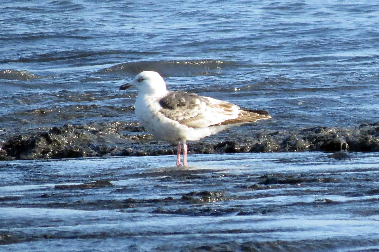 30 Birds with White Heads and How to Identify Each