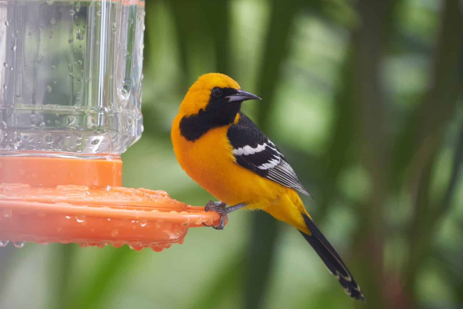 How to Attract Orioles: 10 Easy Methods