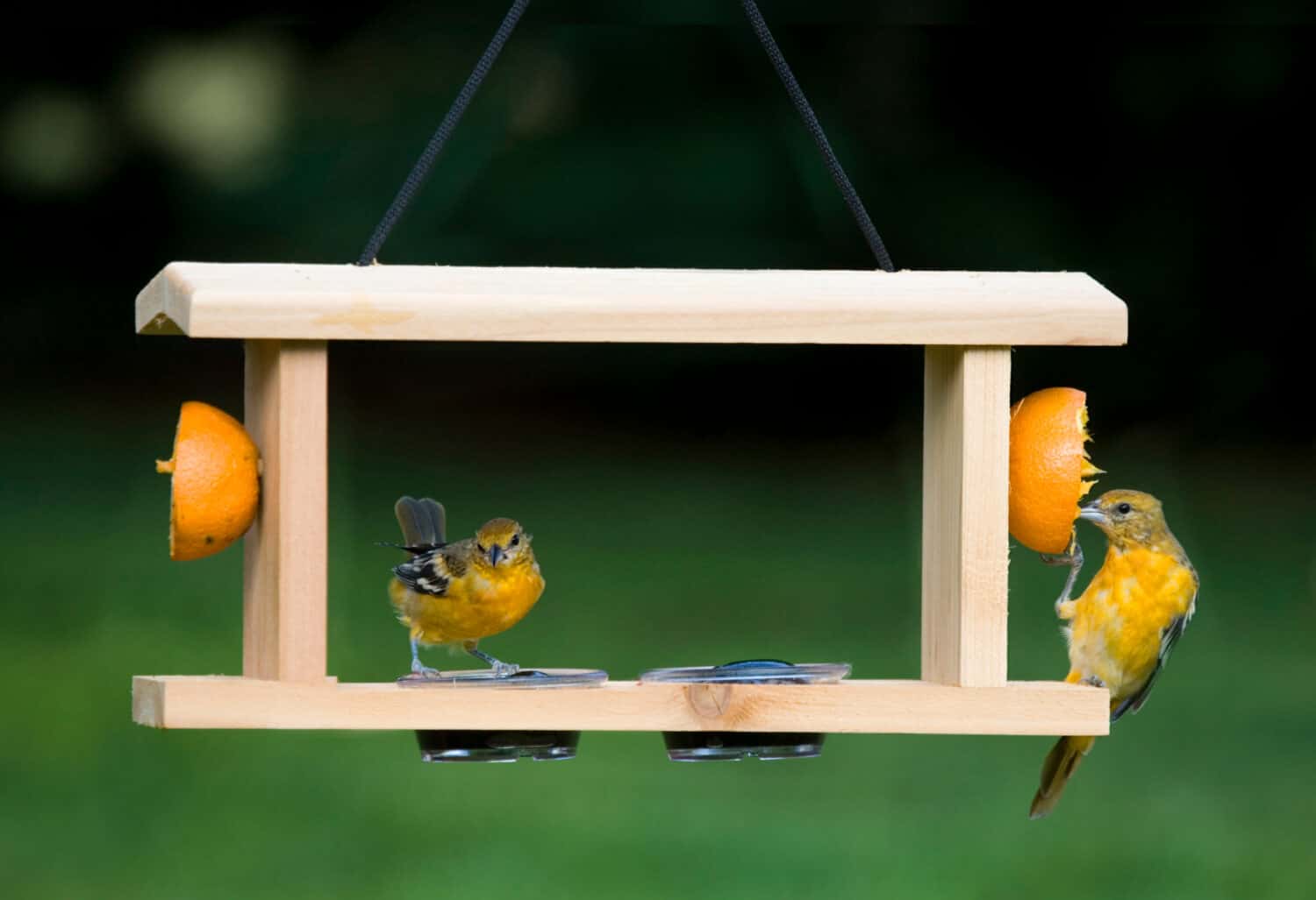 How to Attract Orioles: 10 Easy Methods