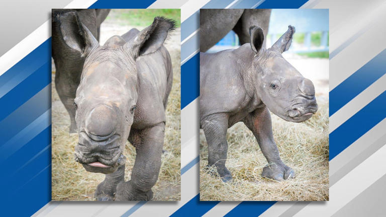 Baby rhinoceros born to Lion Country Safari 