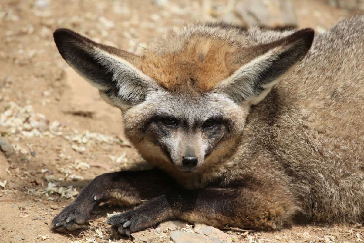 <p>With ears that could probably pick up satellite TV, bat-eared foxes are all about listening for their next insect meal. They’re sociable animals, hanging out in family groups and sharing parenting duties in the African savanna.</p>           Sharks, lions, tigers, as well as all about cats & dogs!           <a href='https://www.msn.com/en-us/channel/source/Animals%20Around%20The%20Globe%20US/sr-vid-ryujycftmyx7d7tmb5trkya28raxe6r56iuty5739ky2rf5d5wws?ocid=anaheim-ntp-following&cvid=1ff21e393be1475a8b3dd9a83a86b8df&ei=10'>           Click here to get to the Animals Around The Globe profile page</a><b> and hit "Follow" to never miss out.</b>