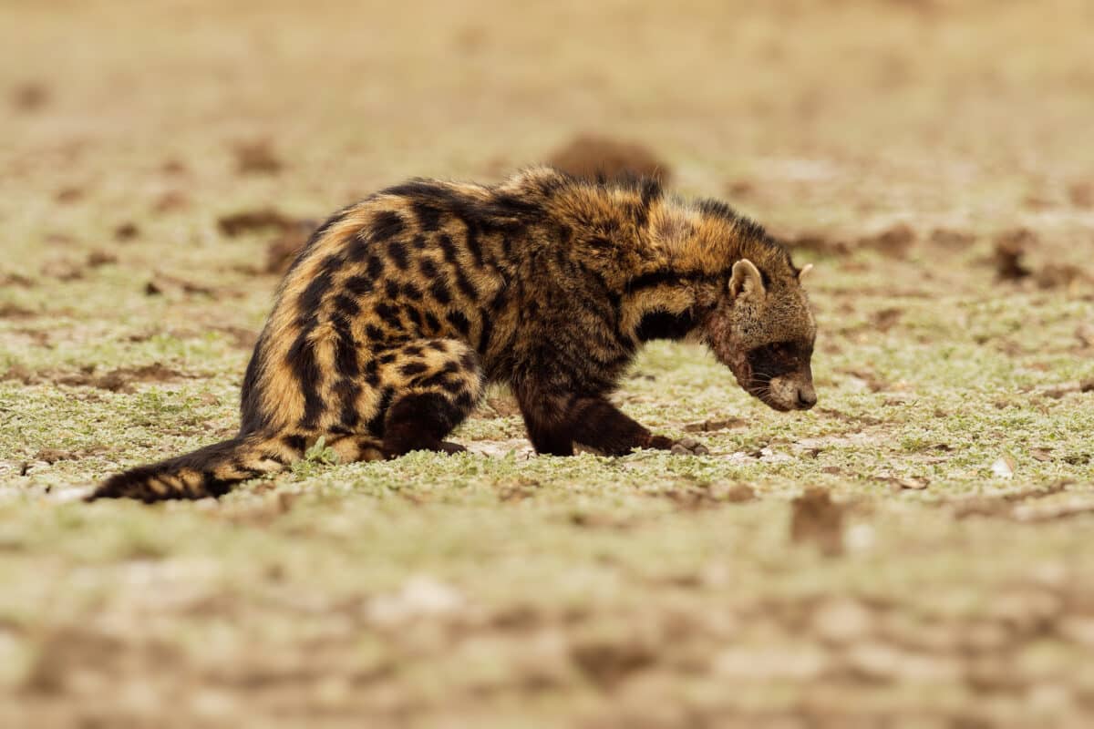 <p>African civets are the skunks of the savanna, but with a more stylish black and white coat. They’re night owls, foraging for a mixed bag of fruits, insects, and small critters, and they’re known for producing a scent that’s been quite the hit in the perfume world.</p>           Sharks, lions, tigers, as well as all about cats & dogs!           <a href='https://www.msn.com/en-us/channel/source/Animals%20Around%20The%20Globe%20US/sr-vid-ryujycftmyx7d7tmb5trkya28raxe6r56iuty5739ky2rf5d5wws?ocid=anaheim-ntp-following&cvid=1ff21e393be1475a8b3dd9a83a86b8df&ei=10'>           Click here to get to the Animals Around The Globe profile page</a><b> and hit "Follow" to never miss out.</b>