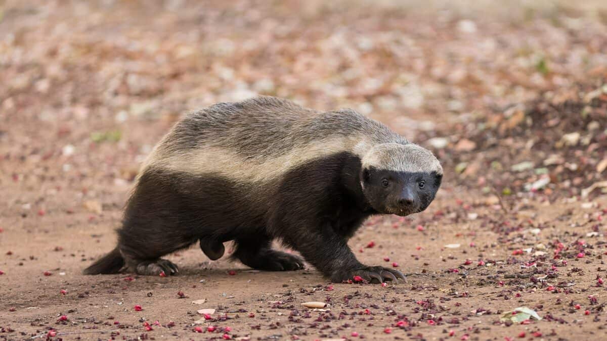 <p>Honey badgers don’t care-they’re the tough guys of the animal kingdom. They’re completely fearless and always ready to take on snakes and bees. </p>           Sharks, lions, tigers, as well as all about cats & dogs!           <a href='https://www.msn.com/en-us/channel/source/Animals%20Around%20The%20Globe%20US/sr-vid-ryujycftmyx7d7tmb5trkya28raxe6r56iuty5739ky2rf5d5wws?ocid=anaheim-ntp-following&cvid=1ff21e393be1475a8b3dd9a83a86b8df&ei=10'>           Click here to get to the Animals Around The Globe profile page</a><b> and hit "Follow" to never miss out.</b>